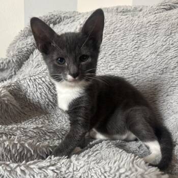 BELLA -  Domestic Short Hair and Tuxedo Cat for Adoption in Columbus, Ohio - BELLA | PetCurious