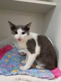 Murr Murr -  Domestic Short Hair Cat for Adoption in Palm Coast, Florida - Murr Murr | PetCurious