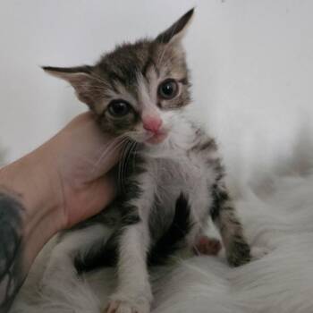 Hercules -  Domestic Short Hair Cat for Adoption in Yucaipa, California - Hercules | PetCurious
