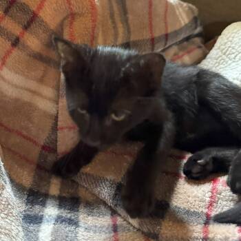 Rescue Domestic Short Hair Cats for Adoption in Abbeville, South Carolina - 1283 Binx | PetCurious