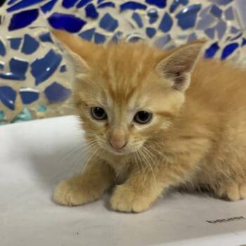 Domestic Short Hair Cats Available for Adoption in Pensacola, Florida - OMAS | PetCurious