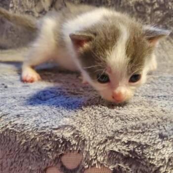 Ginseng -  Domestic Short Hair Cat for Adoption in Jefferson City, Tennessee - Ginseng | PetCurious