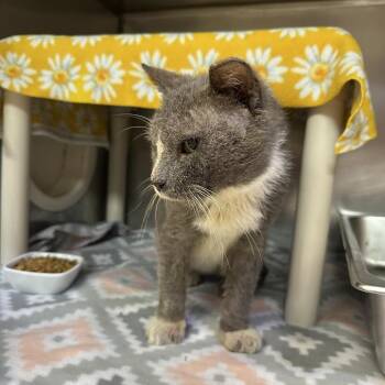 Domestic Short Hair Cats Available for Adoption in Austin, Texas - Owen | PetCurious