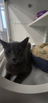 Rescue Russian Blue Cats for Adoption in Kinston, North Carolina - Greyson | PetCurious