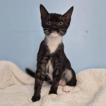 Sebastian -  Domestic Short Hair Cat for Adoption in Wahiawa, Hawaii - Sebastian | PetCurious