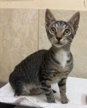 Robbie -  Domestic Short Hair Cat for Adoption in Honolulu, Hawaii - Robbie | PetCurious