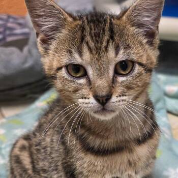 Tabby Cats Available for Adoption in Gainesville, Texas - Cosmo | PetCurious