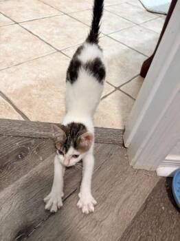 CoCo - Designer litter -  Turkish Van Cat for Adoption in Anthem, Arizona - CoCo - Designer Litter | PetCurious
