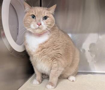 TIFFANY -  Domestic Short Hair Cat for Adoption in Moreno Valley, California - TIFFANY | PetCurious