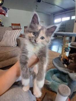 Rita -  Domestic Long Hair Cat for Adoption in Kennewick, Washington - Rita | PetCurious