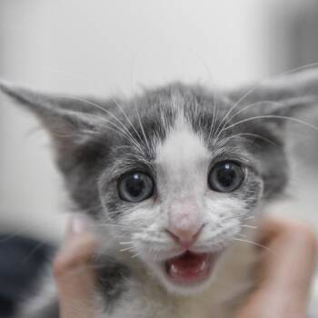 Silverado -  Domestic Short Hair Cat for Adoption in Redwood City, California - Silverado | PetCurious