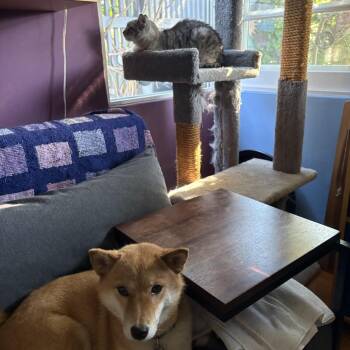 Suki -  Domestic Short Hair Cat for Adoption in Ramona, California - Suki | PetCurious