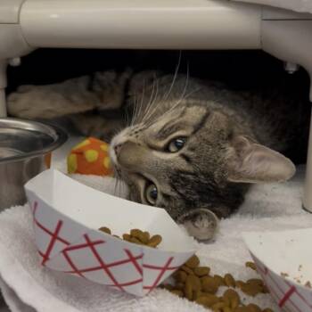Erskine -  Domestic Short Hair Cat for Adoption in Kanab, Utah - Erskine | PetCurious
