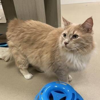 Blazen -  Domestic Long Hair and Domestic Short Hair Cat for Adoption in Quakertown, Pennsylvania - Blazen | PetCurious