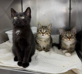 Sante -  Domestic Short Hair Cat for Adoption in Mount Vernon, Ohio - Sante | PetCurious
