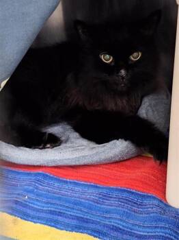 Iron Man -  Domestic Short Hair Cat for Adoption in Montreal, Quebec - Iron Man | PetCurious