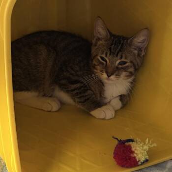 Brody -  Domestic Short Hair Cat for Adoption in Manhattan, Kansas - Brody | PetCurious