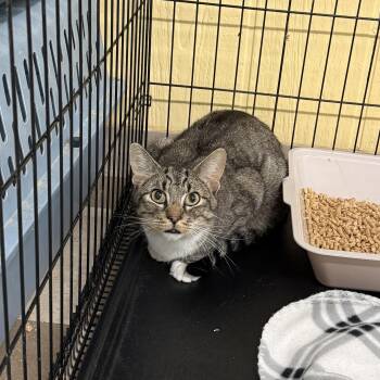 Charlie -  Domestic Short Hair Cat Available for Adoption in North East, Maryland - Charlie | PetCurious
