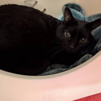 Bethel -  Domestic Short Hair Cat Available for Adoption in Titusville, Florida - Bethel | PetCurious