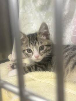 Sprout -  Domestic Short Hair Cat for Adoption in Santa Rosa, California - Sprout | PetCurious