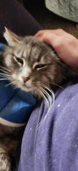 Priyanka -  Domestic Medium Hair Cat for Adoption in Fort Collins, Colorado - Priyanka | PetCurious