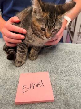 Ethel -  Domestic Short Hair Cat for Adoption in Vancouver, Washington - Ethel | PetCurious
