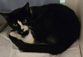 Al Catchino -  Domestic Short Hair Cat for Adoption in Windsor, Connecticut - Al Catchino | PetCurious