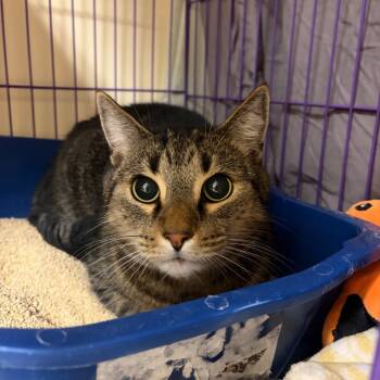 Max -  Domestic Short Hair Cat for Adoption in Bedford, New Hampshire - Max | PetCurious