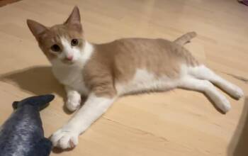 Costello -  Domestic Short Hair Cat for Adoption in Kalamazoo, Michigan - Costello | PetCurious