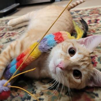 Rescue Domestic Short Hair Cats for Adoption in Los Angeles, California - Tucker | PetCurious