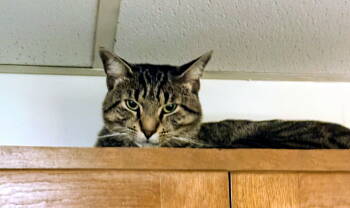 Rescue Domestic Short Hair Cats for Adoption in Nazareth, Pennsylvania - Wilbur | PetCurious