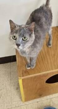 Elsa -  Domestic Short Hair Cat Available for Adoption in Potsdam, New York - Elsa | PetCurious