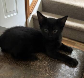 Rescue Domestic Short Hair Cats for Adoption in Albany, Wisconsin - Marky | PetCurious