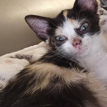 Jewels -  Domestic Short Hair Cat for Adoption in Fort Lauderdale, Florida - Jewels | PetCurious