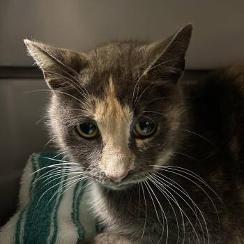 Domestic Short Hair Cats Available for Adoption in Roanoke, Virginia - Callie | PetCurious