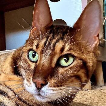 Snickers C11065 -  Bengal Cat for Adoption - Snickers C11065 | PetCurious