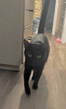 Rescue Domestic Short Hair Cats for Adoption in Oak Bluffs, Massachusetts - Maggie | PetCurious