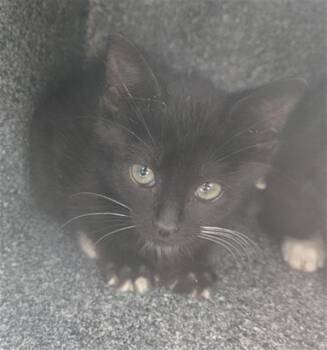 Domestic Short Hair Cats Available for Adoption - WHISKER | PetCurious