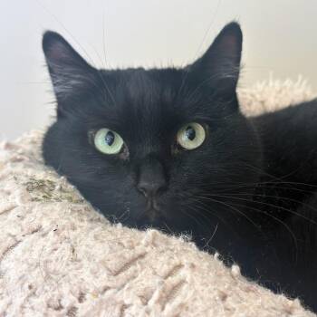 Sashimi -  Domestic Short Hair Cat for Adoption in Port Washington, New York - Sashimi | PetCurious
