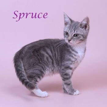 Juniper C26-170 -  Domestic Short Hair Cat for Adoption in Lebanon, Tennessee - Juniper C26-170 | PetCurious