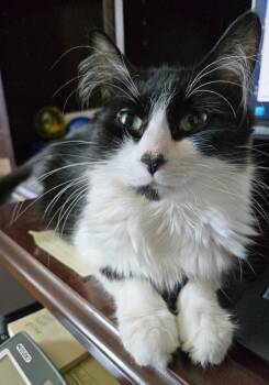 Domestic Medium Hair Cats Available for Adoption in Winnipeg, Manitoba - Coop | PetCurious