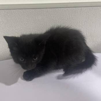 Howard -  Domestic Short Hair Cat for Adoption in Tampa, Florida - Howard | PetCurious