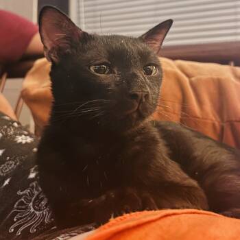 Rescue Domestic Short Hair Cats for Adoption in Los Angeles, California - Junior | PetCurious