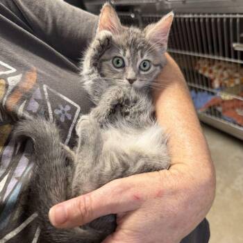 Moist Towelette -  Domestic Medium Hair Cat for Adoption in Waynesville, North Carolina - Moist Towelette | PetCurious