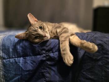 Domestic Short Hair Cats Available for Adoption in Wilmington, North Carolina - Sparky | PetCurious