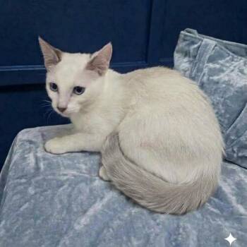 Sky Storm -  Siamese Cat for Adoption in Scottsdale, Arizona - Sky Storm | PetCurious