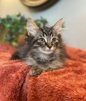 Reed -  Domestic Long Hair Cat for Adoption in Taylor, Michigan - Reed | PetCurious