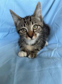 Falco -  Domestic Short Hair Cat for Adoption in Corpus Christi, Texas - Falco | PetCurious