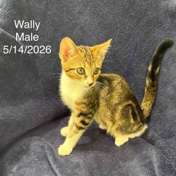 Wally -  Domestic Short Hair Cat for Adoption in League City, Texas - Wally | PetCurious