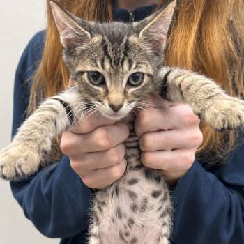 Victorious 20 -  Domestic Short Hair Cat for Adoption in Austin, Texas - Victorious 20 | PetCurious